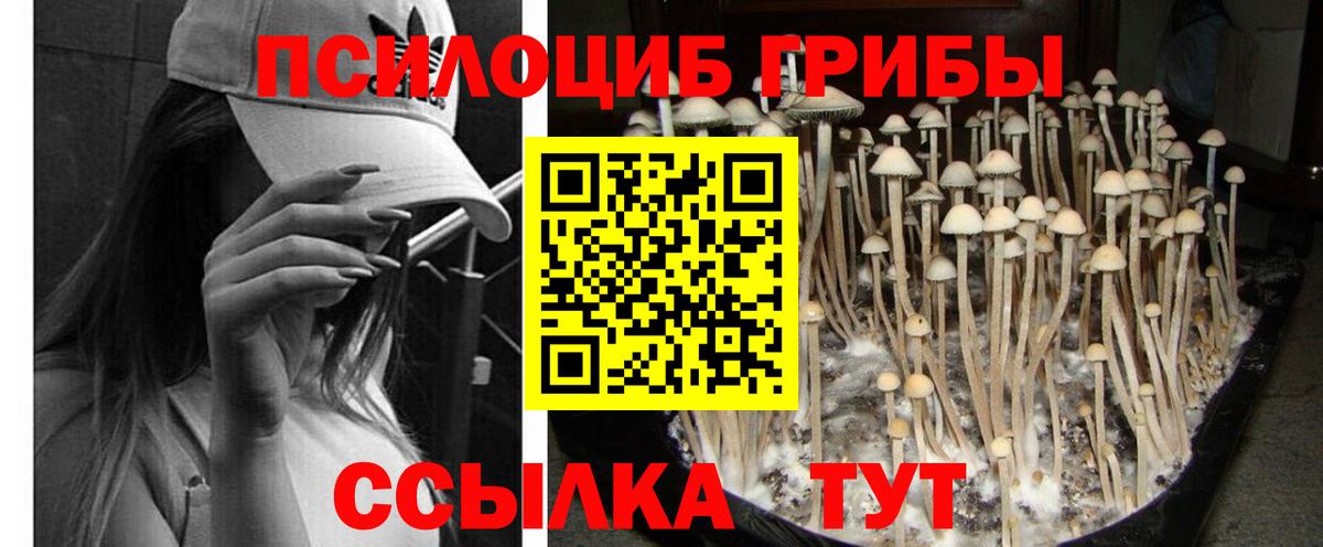 Галлюциногенные грибы Psilocybe Комсомольск-на-Амуре